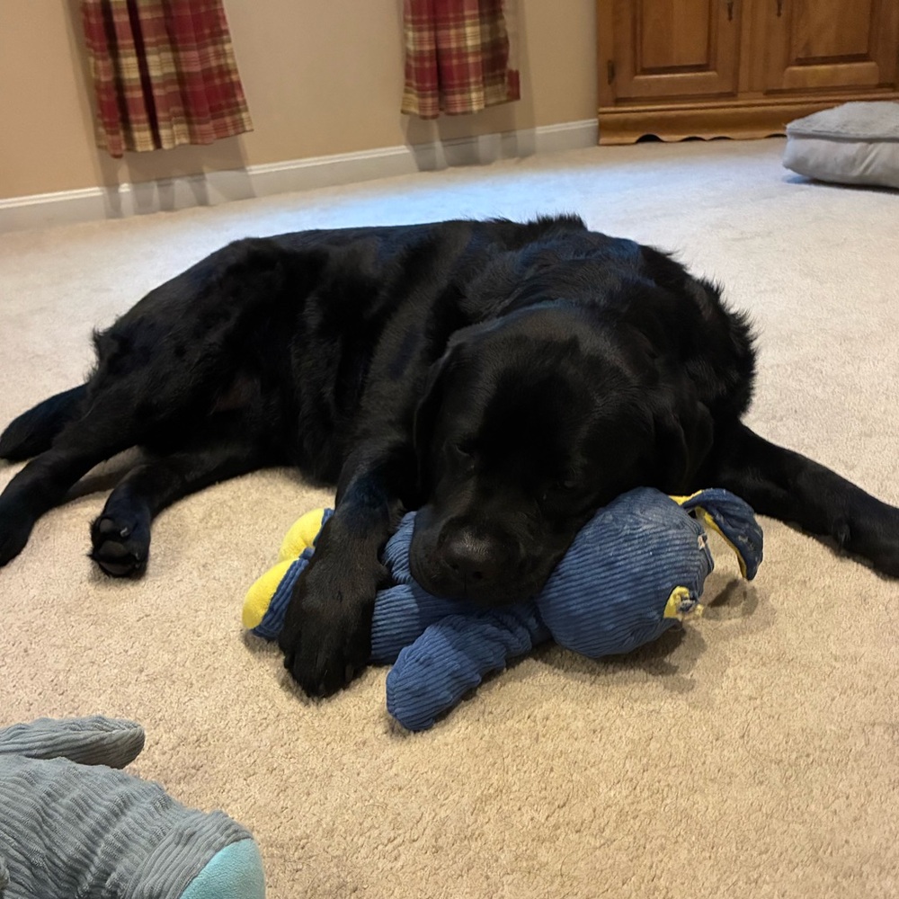 Meet your Posher, Abby